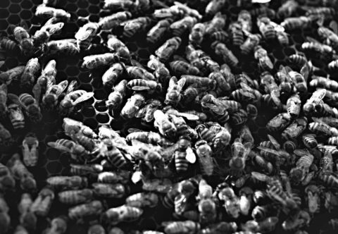 Dokonca aj včely milujú kávu