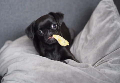 Upečte domácim maznáčikom