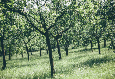Kde zbierať čerstvé ovocie zdarma