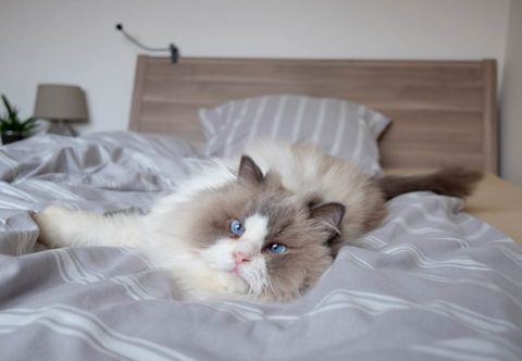 Keď si vaša mačka zaslúži sedenie u psychológa