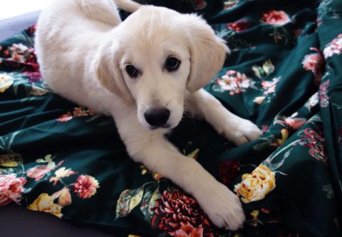 Patria domáci miláčikovia do postele?