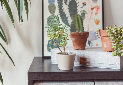 Ako už nikdy nezabiť fikus? Máme odpovede na 14 najčastejších otázok o izbových rastlinách