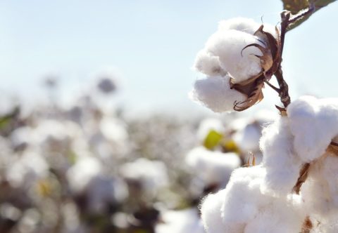 Na čo mi to bude, keď moje tričko bude BIO?