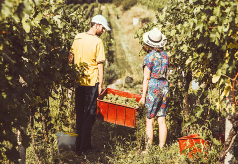 Spálený a boľavý chrbát za to stojí. Ako sa žije vinárskej rodine