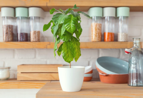 Kávovník vykvitne aj málo skúseným pestovateľom. Ako naň?