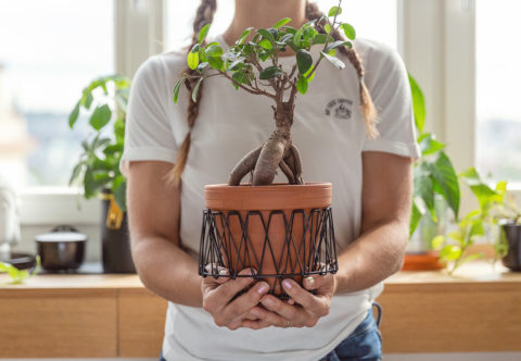 Škodcovia na izbových kvetinách – ako im predísť, spoznať ich a zbaviť sa ich?