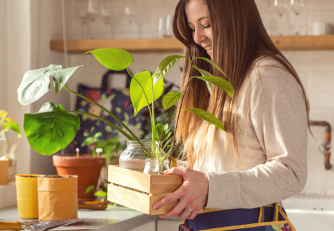 Tipy na správne množenie izbových rastlín a pestovanie nových napríklad z kôstky z citróna