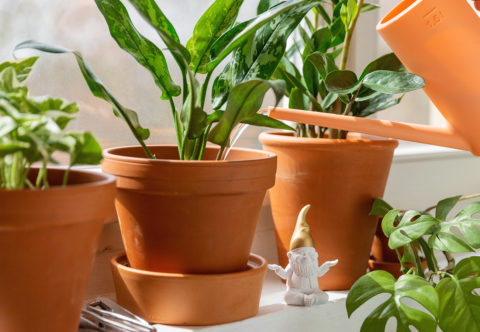 Prišla jar a izbové rastliny si žiadajú hnojenie a dostatočné polievanie. Viete, ako na to?