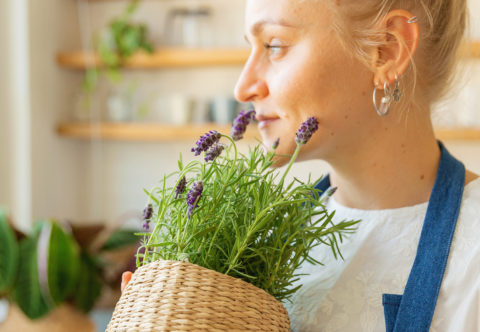 Moja stredomorská záhradka: Ako pestujem a množím levanduľu a do čoho využívam kvety