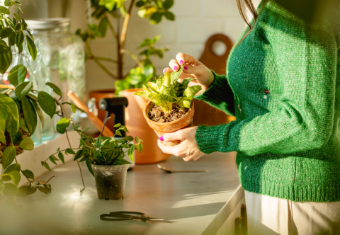 Pomoc, našla som v mojej izbovej kvetine pleseň! Čo s ňou robiť a ako sa jej vyhnúť?