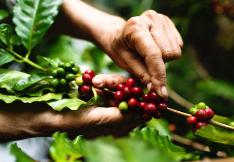 Ako sa káva pripravuje v krajinách, kde sa pestuje, a ako si ju môžeme rovnako pripraviť aj my doma?