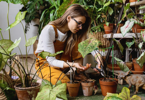 Jeseň je tu! Čo s kvetmi na balkónoch aj vnútri?