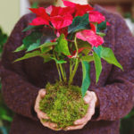 Tip na darček alebo prírodnú dekoráciu: Vyrobte si vianočnú kokedamu