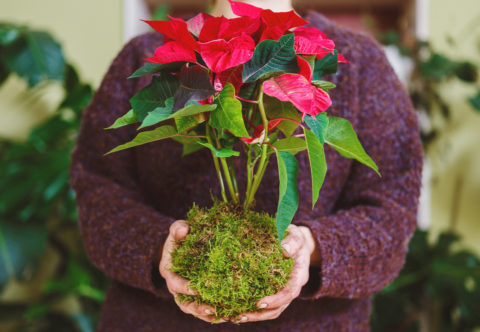 Tip na darček alebo prírodnú dekoráciu: Vyrobte si vianočnú kokedamu