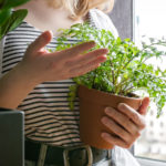 Vypestujte si doma bylinky skôr, ako príde jar