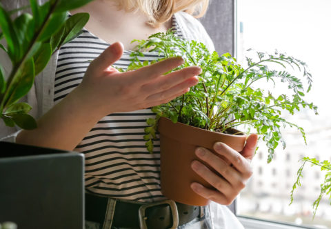 Vypestujte si doma bylinky skôr, ako príde jar