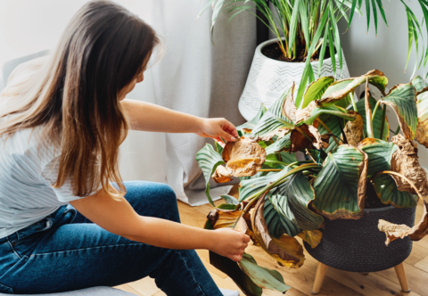 Prečo stojí za to zachraňovať opustené izbové kvety a ako pri tom nenarobiť viac škody ako úžitku?